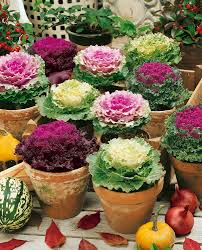 Graines de chou - Graines de plantes colorées