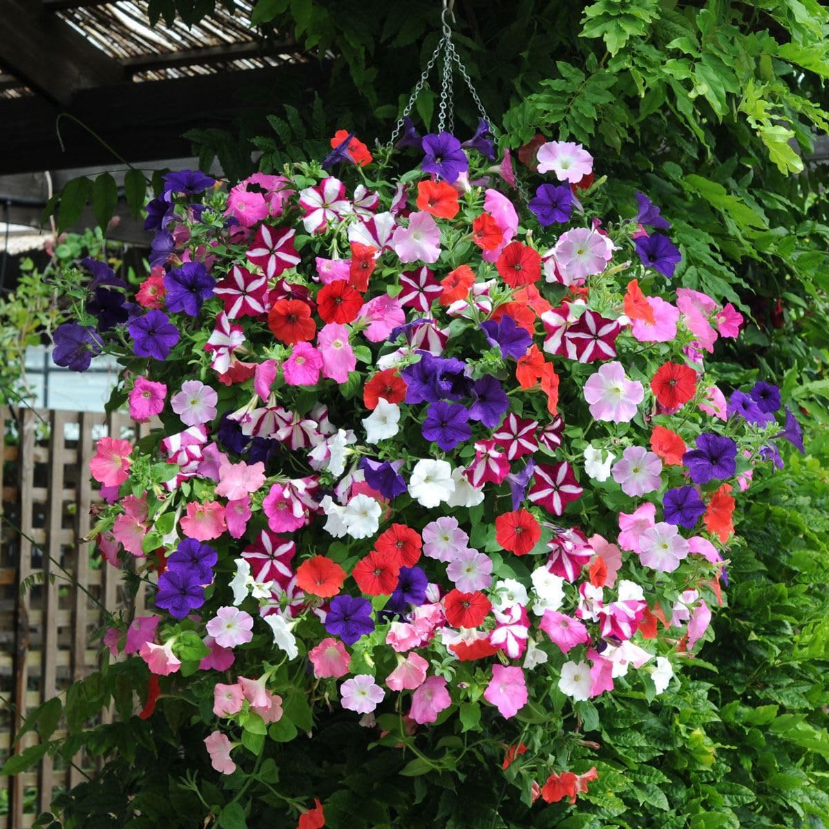 Petunia Flower Seeds for Planting