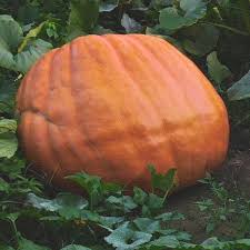 Giant Pumpkin Seeds – Grow Huge Pumpkins