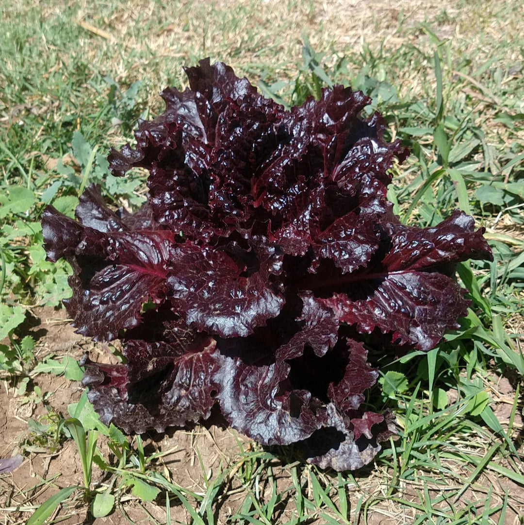 紫色レタスの野菜の種