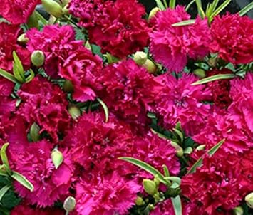 Deep Pink Carnation Flower seeds for Planting - Long Bloom Season, Heirloom & GMO Free Seeds for Home Garden
Sale for planting in home garden