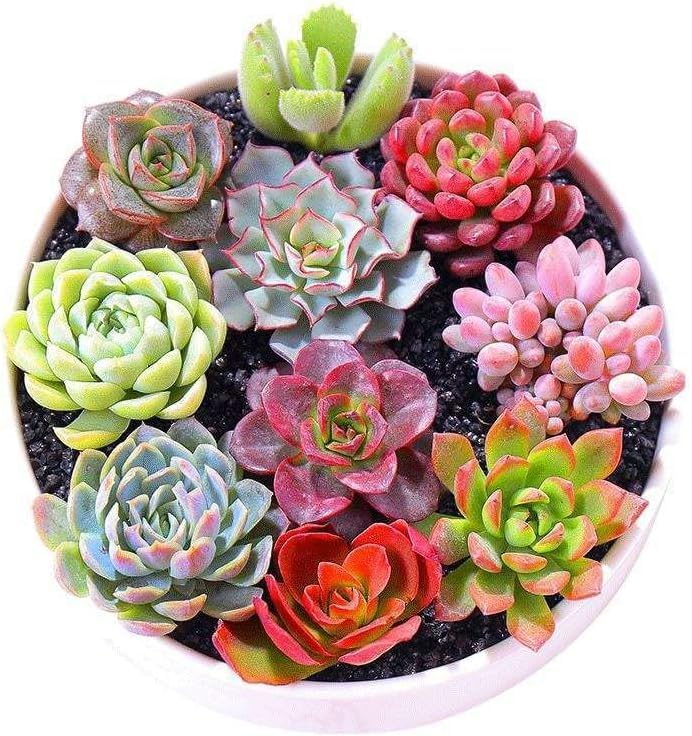 Gemischte Sedum-Pflanzensamen