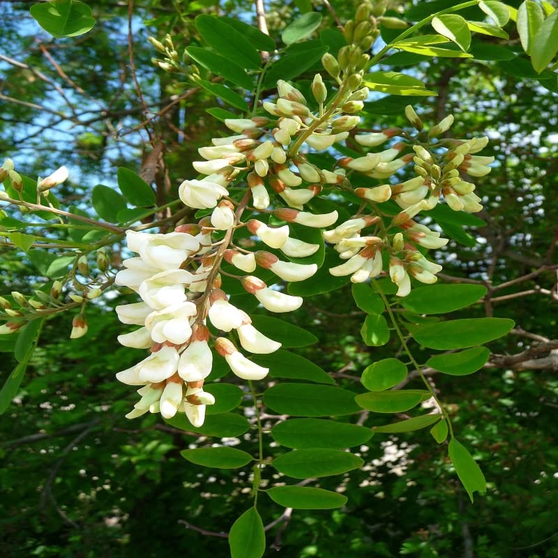 Robinia Flower seeds for Planting - Long Bloom Season, Heirloom & GMO Free Seeds for Home Garden
Sale seeds for planting in home garden