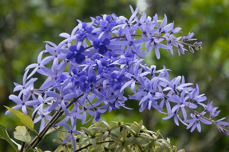 Purple Sandpaper Vine PETREA VOLUBILIS Flower seeds for Planting - Cottage Garden Essential, Heirloom & GMO Free Seeds for Home Garden
Sale seeds for planting in home garden