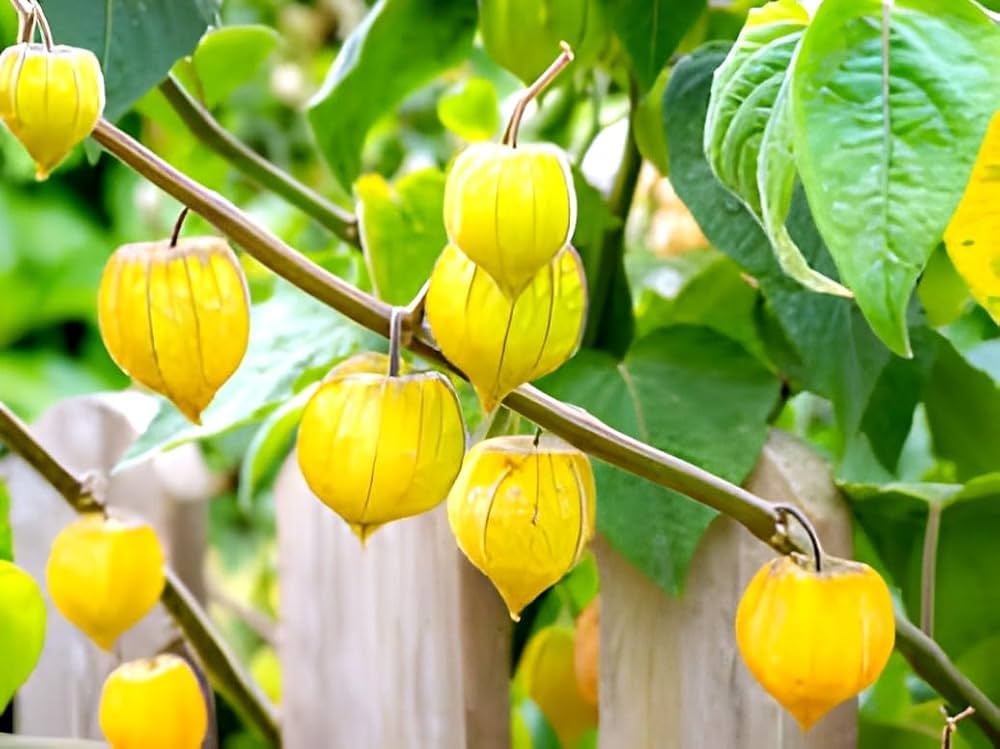 Kapstachelbeere Fruchtsamen
