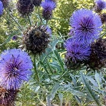 Blue Cardoon Flower seeds for Planting - Cottage Garden Essential, Heirloom & GMO Free Seeds for Home Garden
Sale for planting in home garden