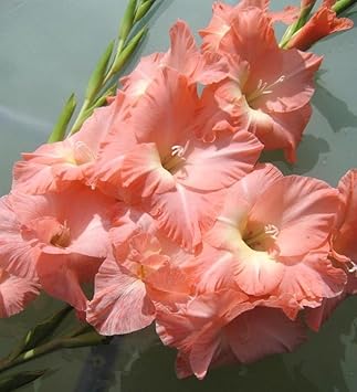 Peach Gladiolus Flower seeds for Planting - Cut Flower Favorite, Heirloom & GMO Free Seeds for Home Garden
Sale for planting in home garden