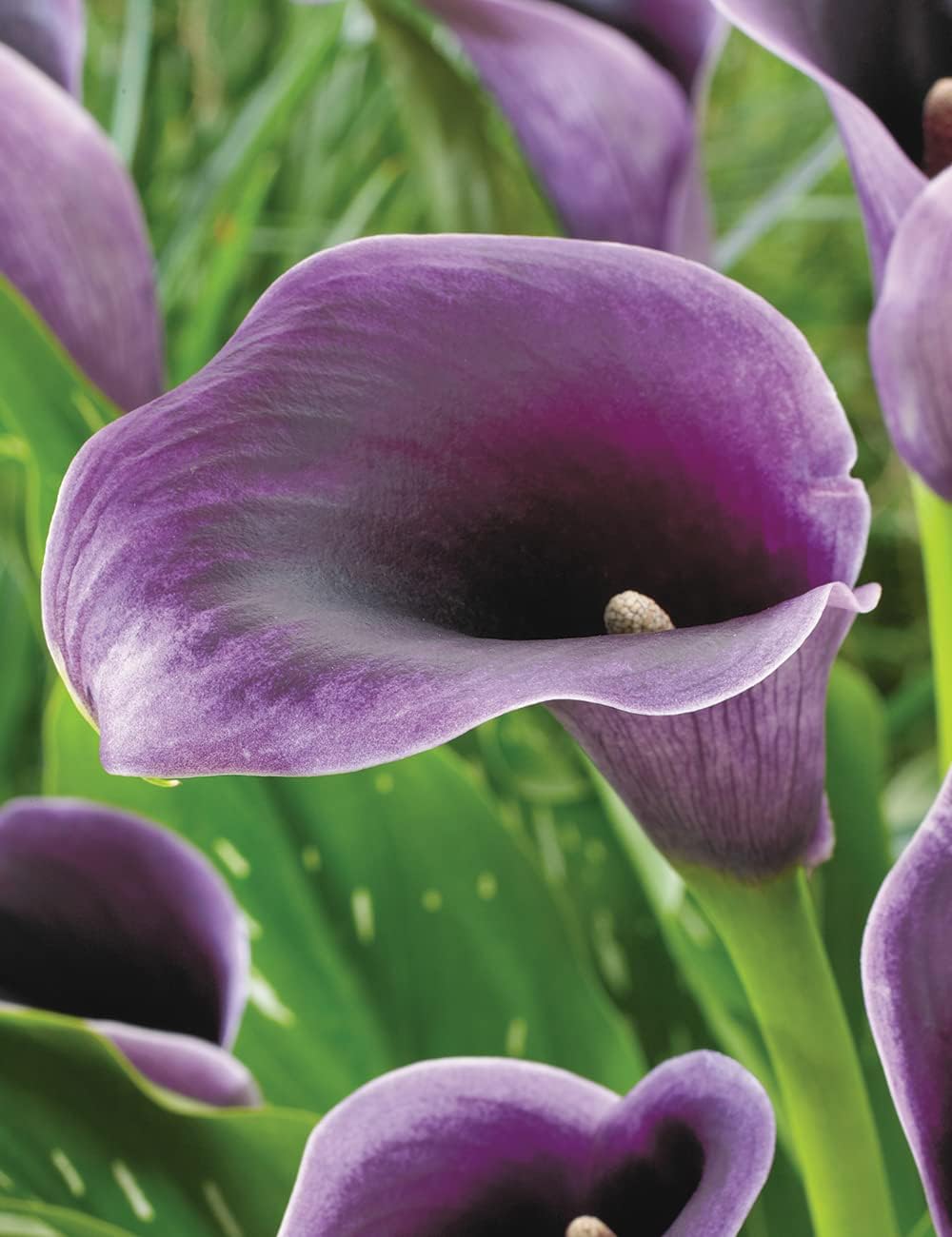 Calla Purple Flower seeds for Planting - Cottage Garden Essential, Heirloom & GMO Free Seeds for Home Garden
Sale for planting in home garden