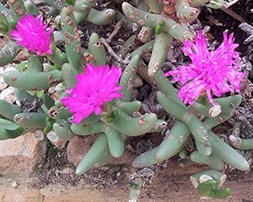 Pink Namaquanthus Flower seeds for Planting - Vibrant Colors, Heirloom & GMO Free Seeds for Home Garden
Sale for planting in home garden