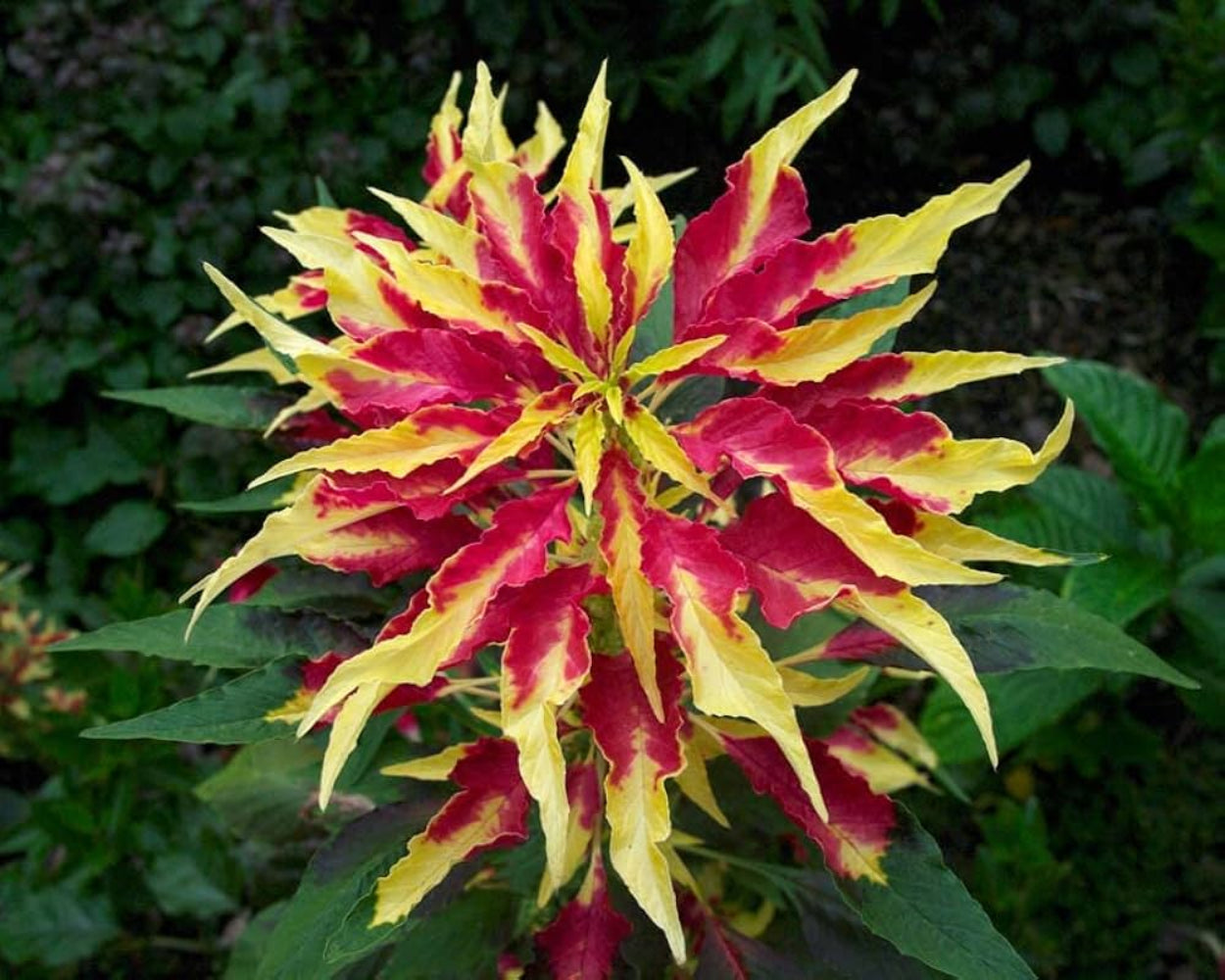 Amaranthus Perfecta (Rainbow Amaranth) Seeds - Colorful Multi-Hued Flowering Plant for Your Garden