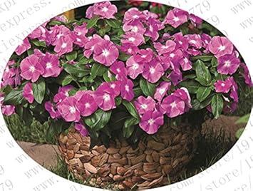 Purple Vinca Periwinkle Flower seeds for Planting - Premium Quality, Heirloom & GMO Free Seeds for Home Garden
Sale for planting in home garden