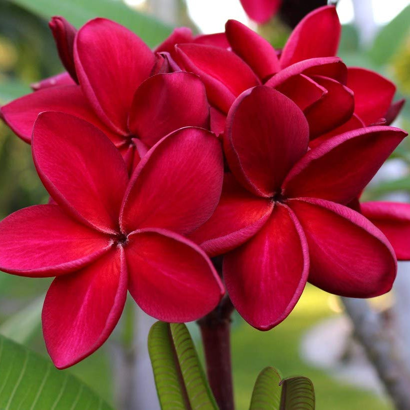 Red Plumeria Flower Seeds