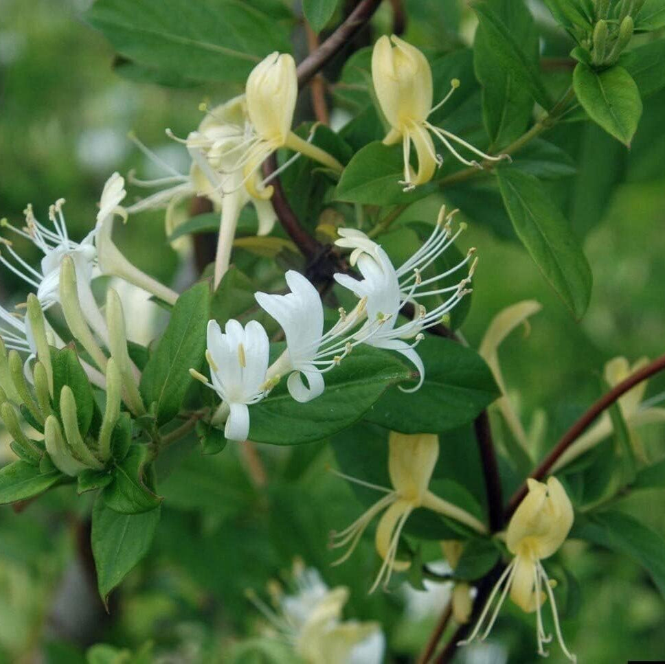 White Cape Honeysuckle Flower seeds for Planting - Vibrant Colors, Heirloom & GMO Free Seeds for Home Garden
Sale for planting in home garden