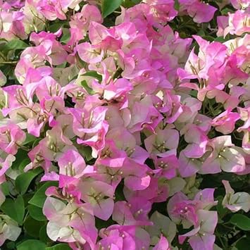 Pink & White Bougainvillea Flower seeds for Planting - Perfect for Borders, Heirloom & GMO Free Seeds for Home Garden
Sale seeds for planting in home garden