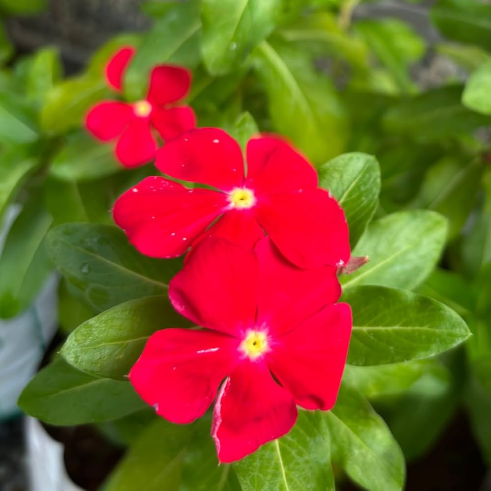 periwinkle flower seeds Red Madagascar Periwinkle Flower Seeds for Planting – Heirloom, Non-GM – Pure Asia Seeds