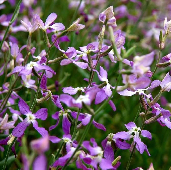 Russian Night Violet Flower Seeds