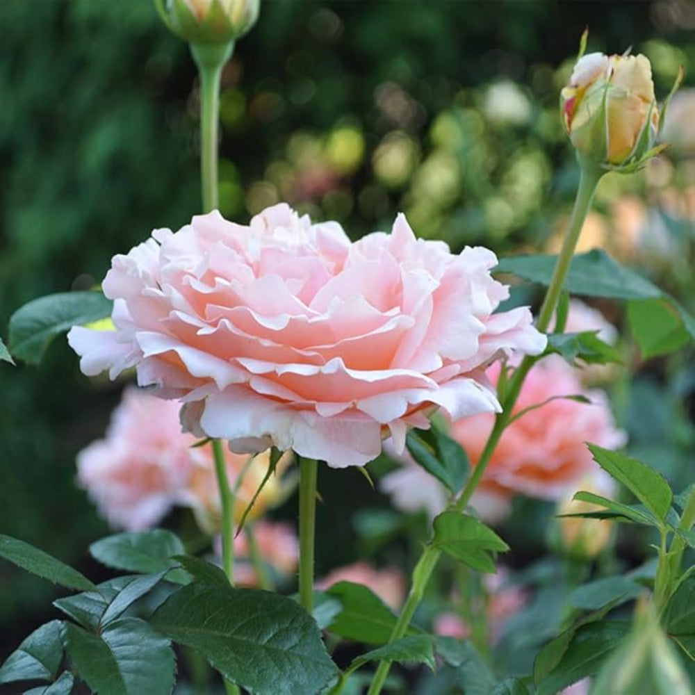 Climbing Polka Rose - Vibrant Peach and Cream Climbing Rose Bush for Your Garden