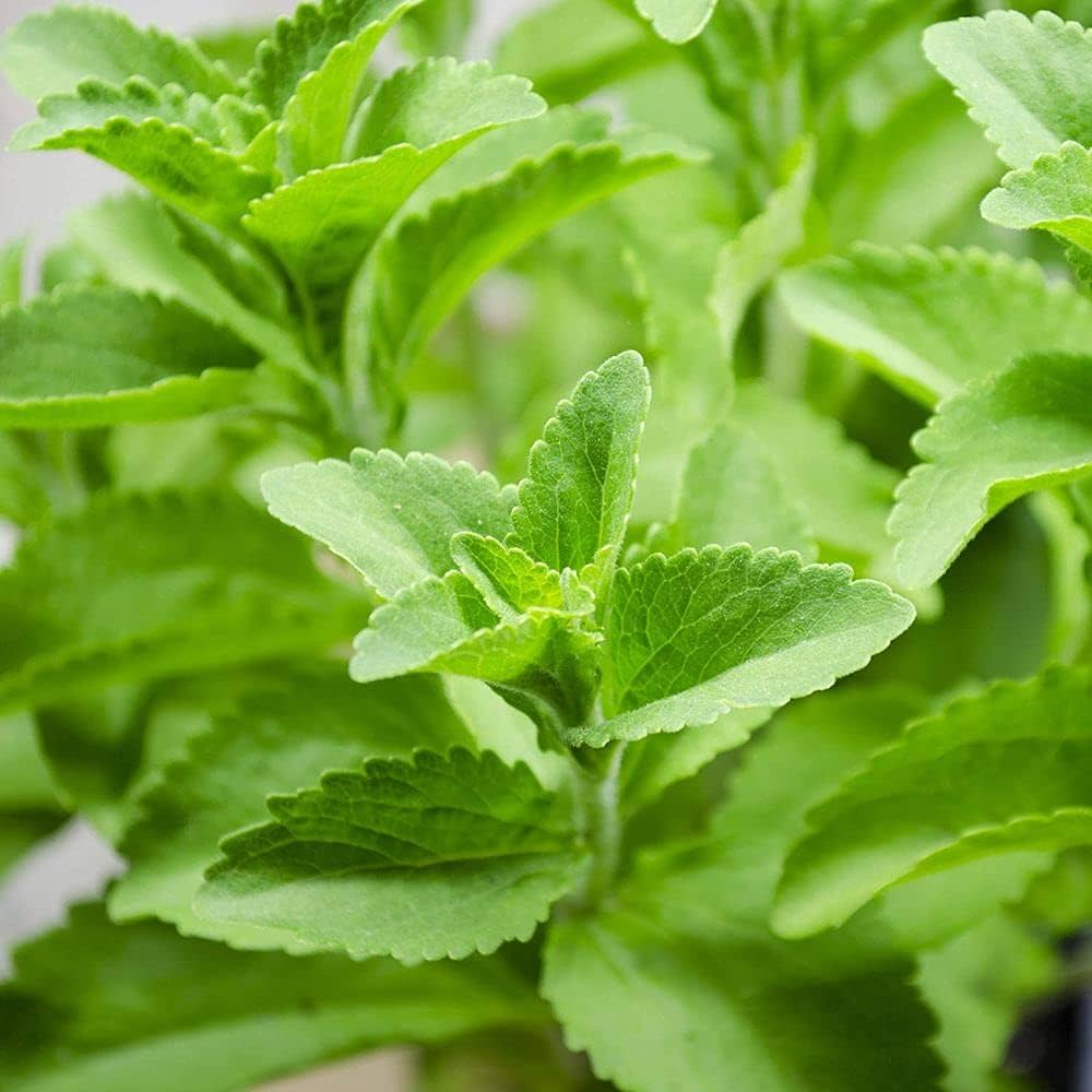 planting stevia seeds Stevia Herb Seeds – Heirloom, Non-GMO, Easy to Grow – Pure Asia Seeds