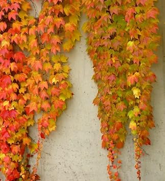 Yellow Red Boston Ivy Flower seeds for Planting - Shade Tolerant, Heirloom & GMO Free Seeds for Home Garden
Sale for planting in home garden