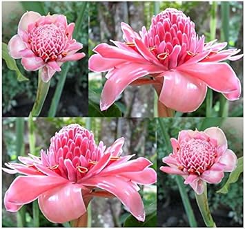 Pink Torch Ginger Flower seeds for Planting - Colorful Display, Heirloom & GMO Free Seeds for Home Garden
Sale for planting in home garden.
