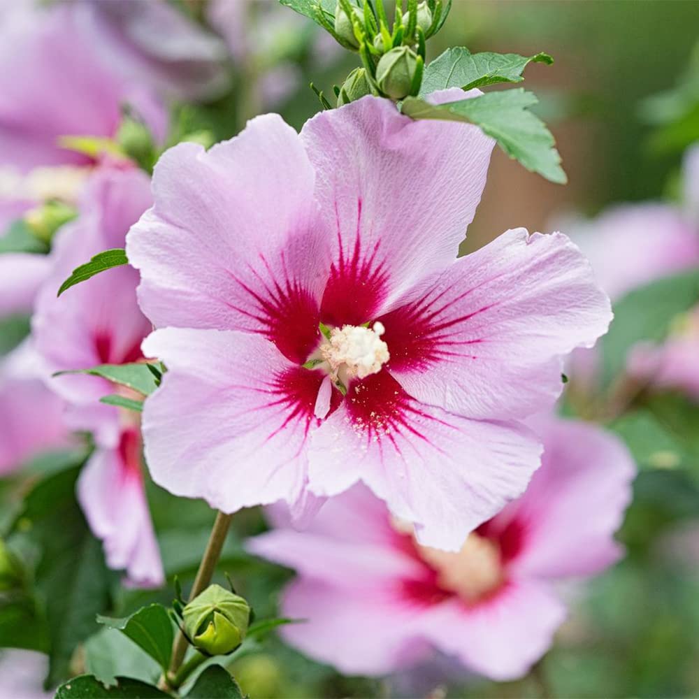 Semillas de flores de Hibiscus Syriacus