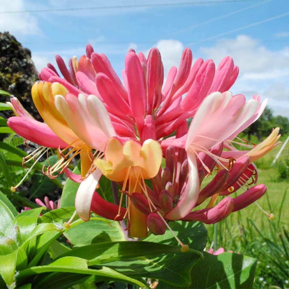 honeysuckle seeds for planting Mixed Honeysuckle Flower Seeds for Planting – Heirloom, Non-GMO, Easy – Pure Asia Seeds