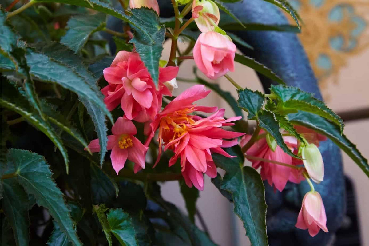 Begonia Boliviensis Flower seeds for Planting - Perfect for Borders, Heirloom & GMO Free Seeds for Home Garden
Sale seeds for planting in home garden