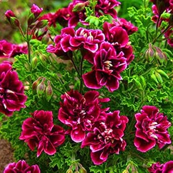Burgundy Geranium Flower seeds for Planting - Hardy Variety, Heirloom & GMO Free Seeds for Home Garden
Sale for planting in home garden.