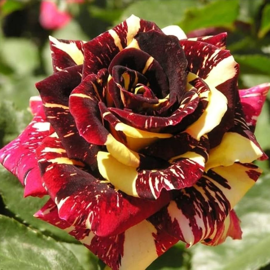 Semillas de flores de rosa Abracadabra