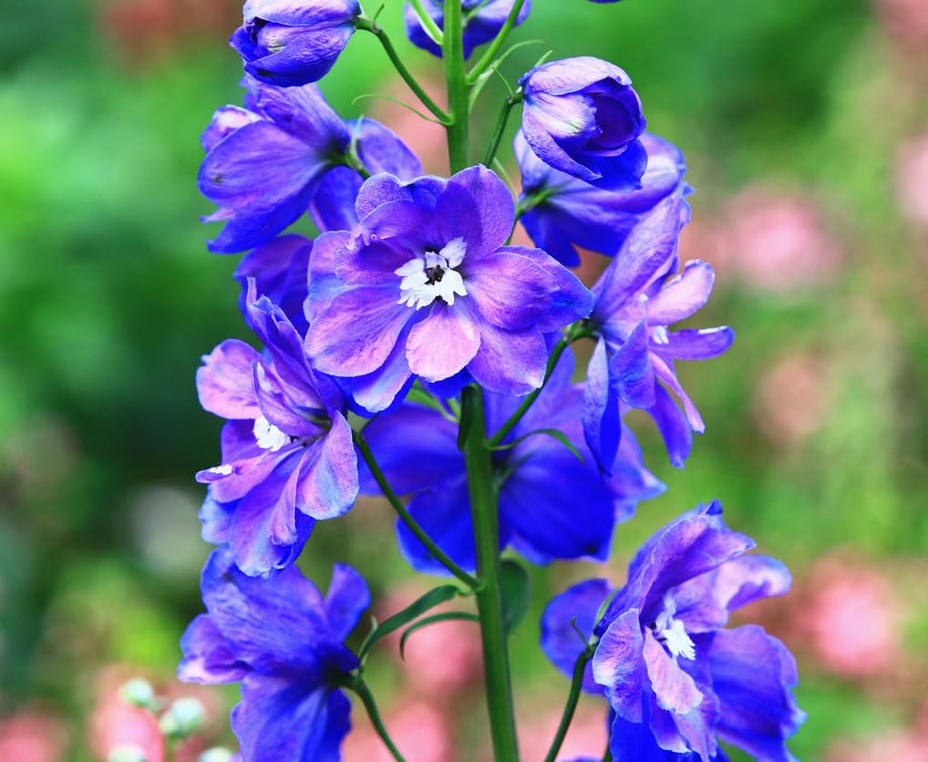 Blauer Rittersporn Blumensamen