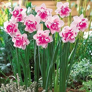 Pink White Narcissus Flower seeds for Planting - Cut Flower Favorite, Heirloom & GMO Free Seeds for Home Garden
Sale for planting in home garden