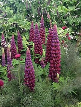 Purple Lupine Flower seeds for Planting - Shade Tolerant, Heirloom & GMO Free Seeds for Home Garden
Sale for planting in home garden