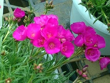 Pink Calandrinia Umbellata Flower seeds for Planting Cut Flower Favorite Heirloom & GMO Free Seeds for Home Garden
Sale for planting in home garden
