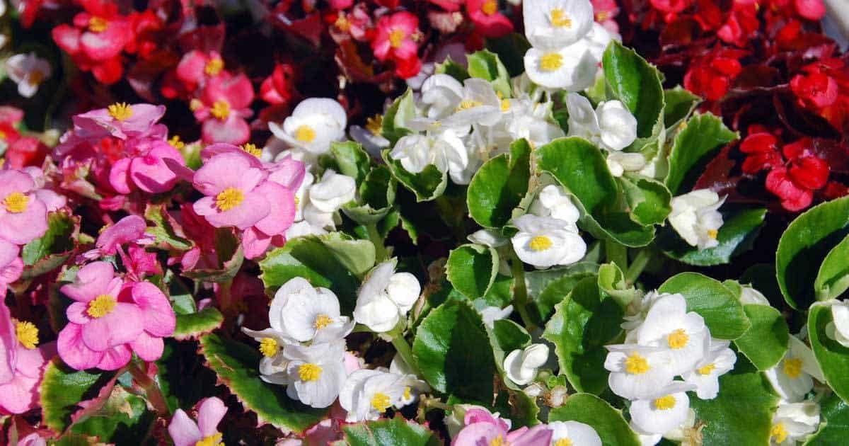 Mixed Begonia Flower seeds for Planting - Long Bloom Season, Heirloom & GMO Free Seeds for Home Garden
Sale for planting in home garden