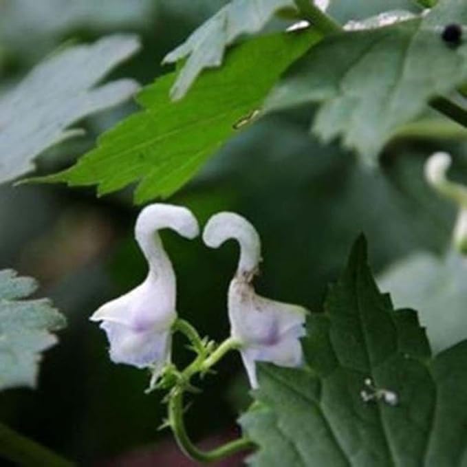 Swan (Swan Flower) seeds for planting in home garden