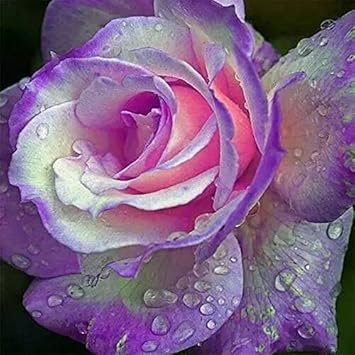 Purple Pink Rose Flower seeds for Planting - Fragrant Blossoms, Heirloom & GMO Free Seeds for Home Garden
Sale for planting in home garden