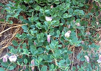 Purple Caper Bush Flower seeds for Planting - Low Maintenance, Heirloom & GMO Free Seeds for Home Garden
Sale seeds for planting in home garden