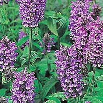 Violet Catmint Flower seeds for Planting - Pollinator Friendly, Heirloom & GMO Free Seeds for Home Garden
Sale seeds for planting in home garden