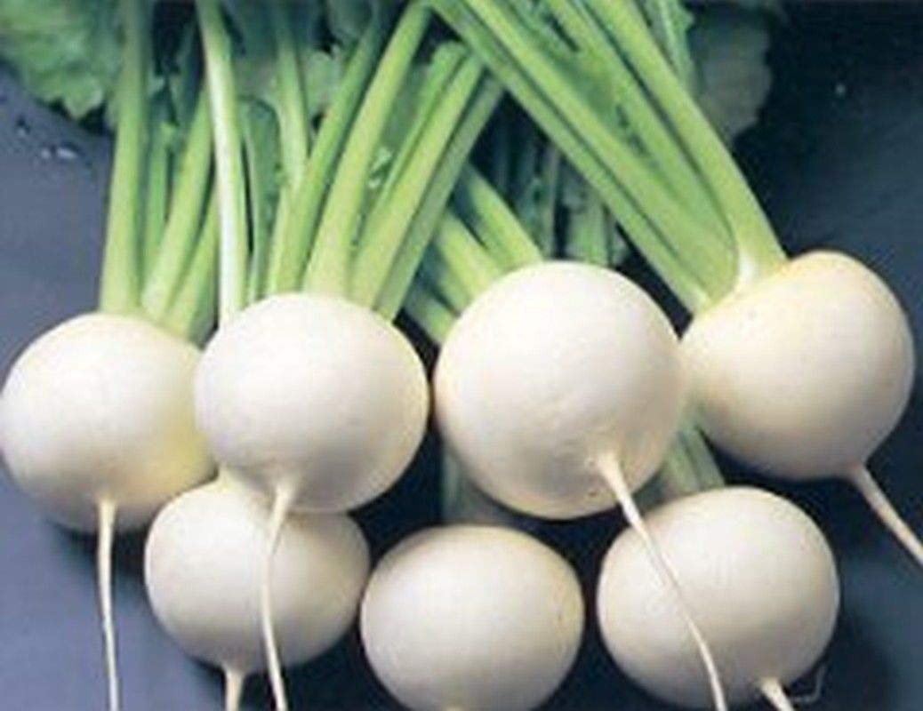 Hakurei Hybrid Japanese Turnip Seeds