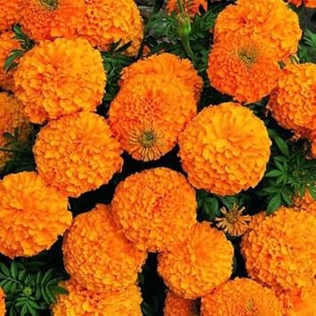 Marigold Flower seeds for Planting - Pollinator Friendly, Heirloom & GMO Free Seeds for Home Garden
Sale for planting in home garden