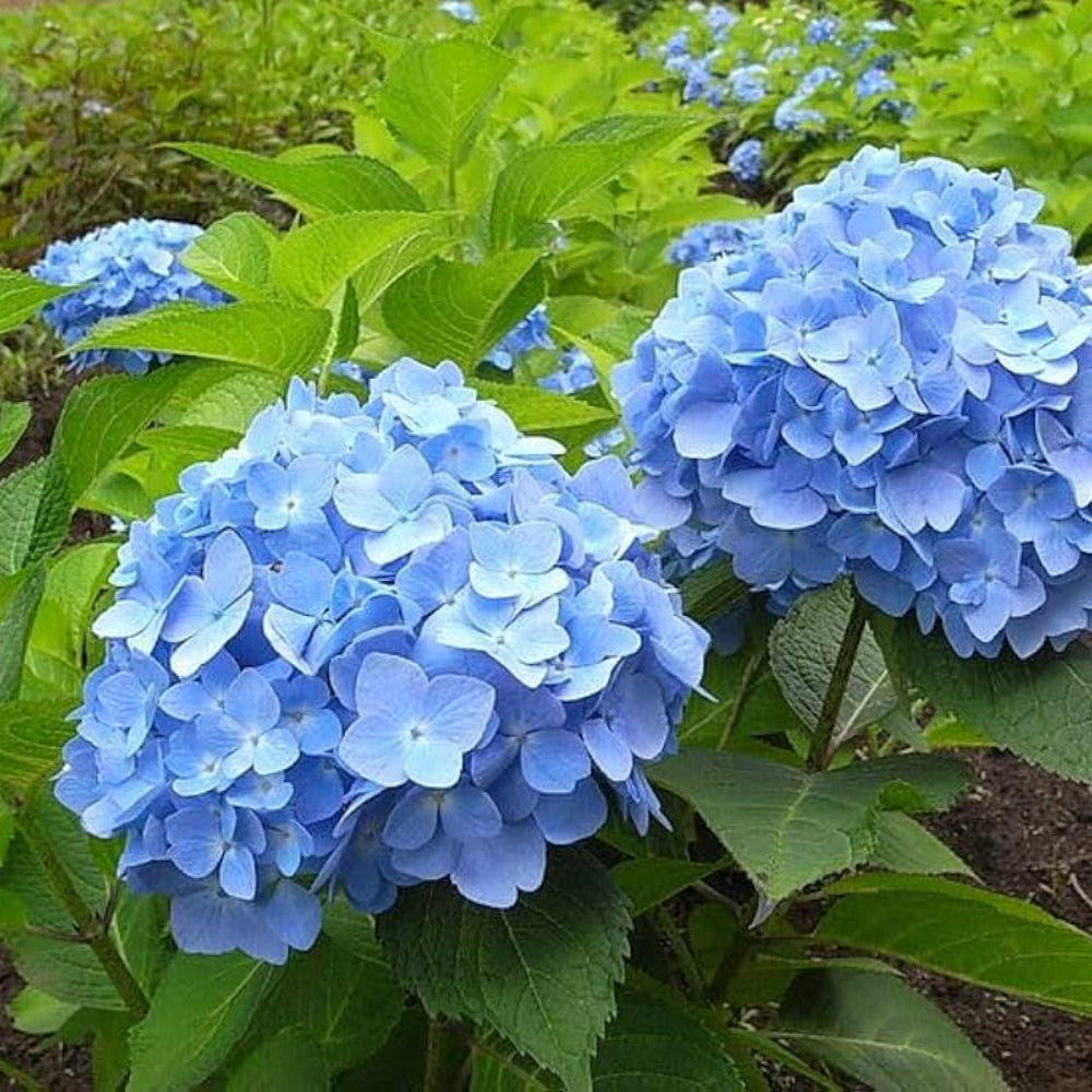 Blue Hydrangea Flower Seeds for Planting – Heirloom, Non-GMO, Perennial, Shade-Tolerant