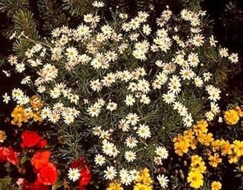 Mixed Argyranthemum Flower seeds for Planting - Cut Flower Favorite, Heirloom & GMO Free Seeds for Home Garden
Sale for planting in home garden
