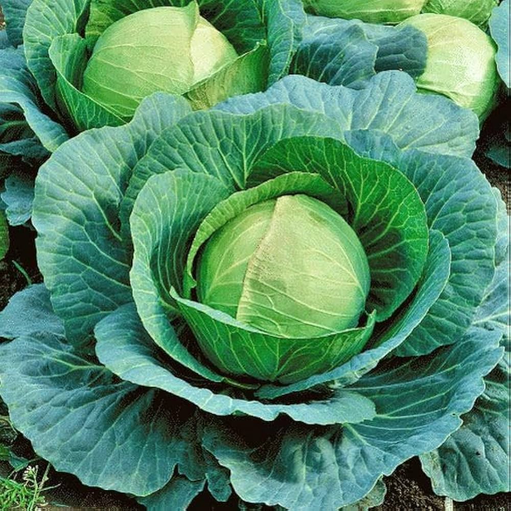 Cabbage Vegetable Seeds