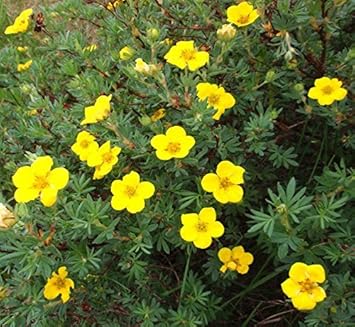 Yellow Cinquefoil Flower seeds for Planting - Easy to Grow, Heirloom & GMO Free Seeds for Home Garden
Sale for planting in home garden.
