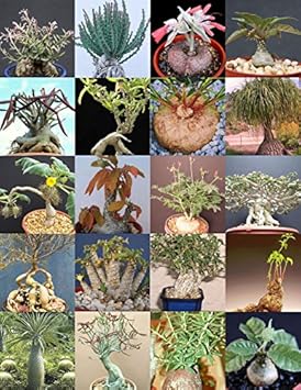 Mixed Caudex Flower seeds for Planting - Easy to Grow, Heirloom & GMO Free Seeds for Home Garden
Sale seeds for planting in home garden
