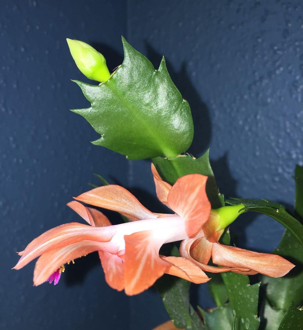 peach flower seeds Schlumbergera Peach Flower seeds for Planting