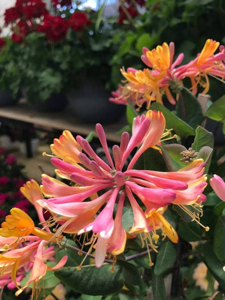 Mixed Honeysuckle Flower Seeds for Planting – Heirloom, Non-GMO, Easy to Grow, Fragrant