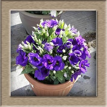 Violet Perennial Flower seeds for Planting - Perfect for Borders, Heirloom & GMO Free Seeds for Home Garden
Sale for planting in home garden