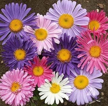 Aster China Flower seeds for Planting Wildflower Mix Heirloom & GMO Free Seeds for Home Garden
Sale for planting in home garden