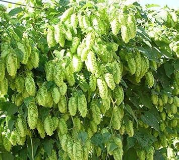 Green Humulus Lupulus Flower seeds for Planting - Seasonal Bloomer, Heirloom & GMO Free Seeds for Home Garden
Sale for planting in home garden